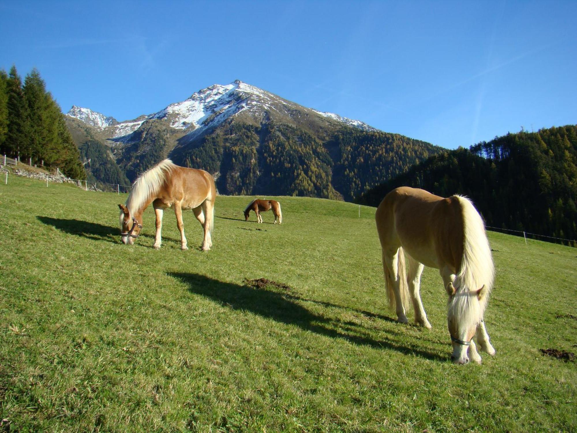 Bio & Reiterhof Der Veitenhof อุมเฮาเซิน ภายนอก รูปภาพ